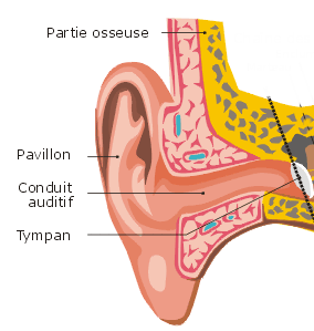 Sch&eacute;ma de l'oreille externe