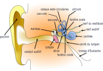 Sch&eacute;ma de l'oreille humaine